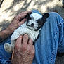 puppy, dog, pet, lap, hands, jeans, outdoor, sunlight, shadow, comfort, relaxation, fur, black_and_white, cuteness, affection, skin, texture, casual, nature, resting