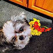 Princeton is registered to the contest to win money with this photo: animal, bouquet, carpet, curious, cute, dog, domestic, eye, face, floor, flowers, fluffy, fur, indoor, nose, orange_flowers, pet, small_dog, wooden_cabinet, yellow_flowers