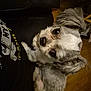 Princeton joined the competition — help win amazing prizes! dog, small_dog, pet, indoor, lap, fur, gray_fur, white_fur, eyes, face, curious, looking_up, person, clothing, black_clothing, furniture, speaker, wood_floor, cozy, animal