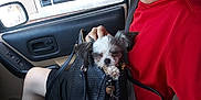 Princeton is registered to the contest to win money with this photo: black_shorts, car_door, car_interior, cute, daylight, dog, glasses, handbag, holding, keychain, leather_seat, person, pet, puppy, red_sweatshirt, resting, seat, seatbelt, window, young_person