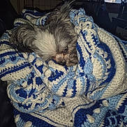 Princeton joined the competition — help win amazing prizes! dog, blanket, crochet, blue, white, cozy, sleepy, pet, fur, snuggled, indoor, soft, texture, closeup, comfort, resting, wrapped, animal, cute, warm