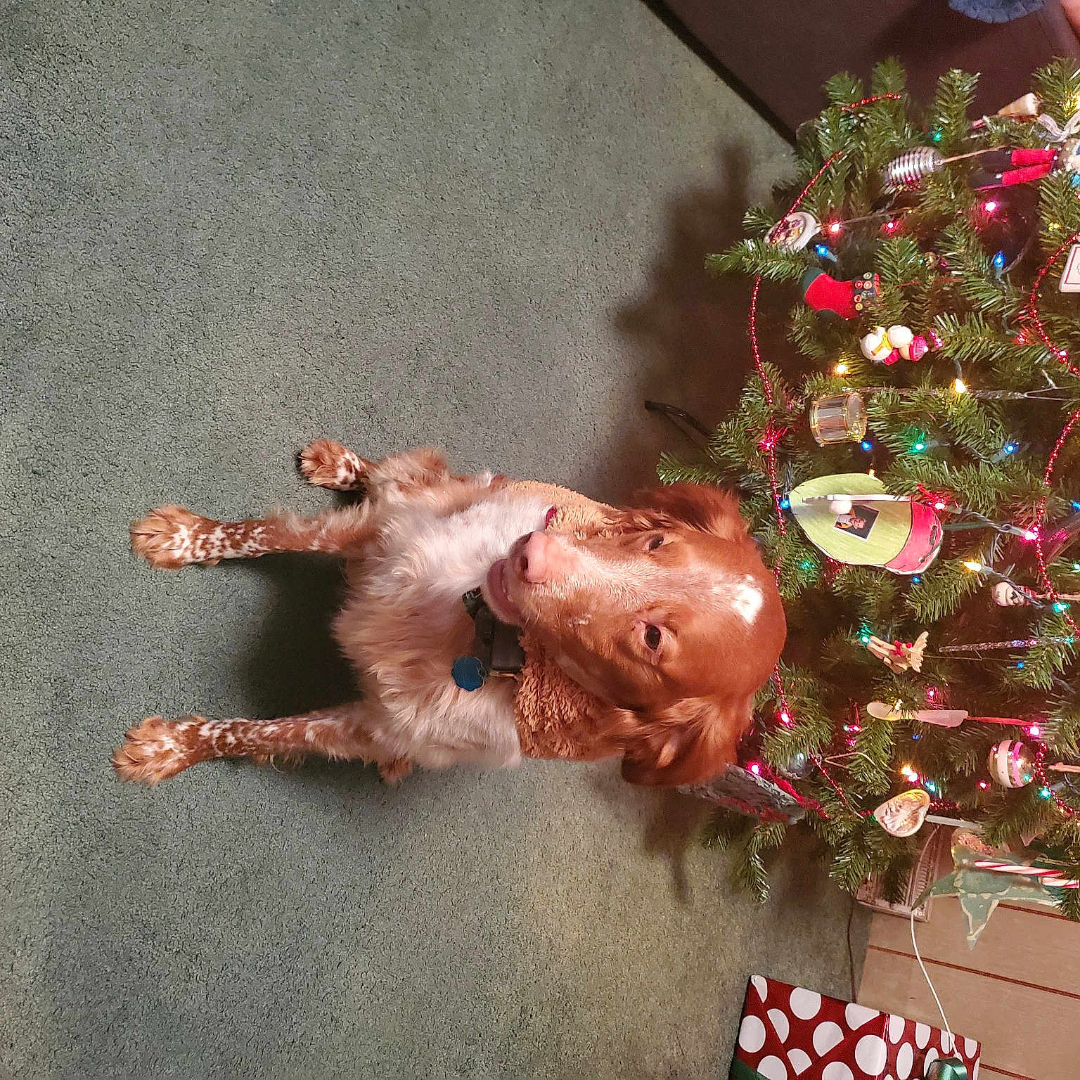 Forest Ramisy Moran joined the competition — help win amazing prizes! christmas, christmas_decoration, christmas_ornament, christmas_tree, conifer, event, flag, flag_of_the_united_states, fun, fur, holiday, holiday_ornament, interior_design, ornament, plant, tail, toy, tradition, tree, wood