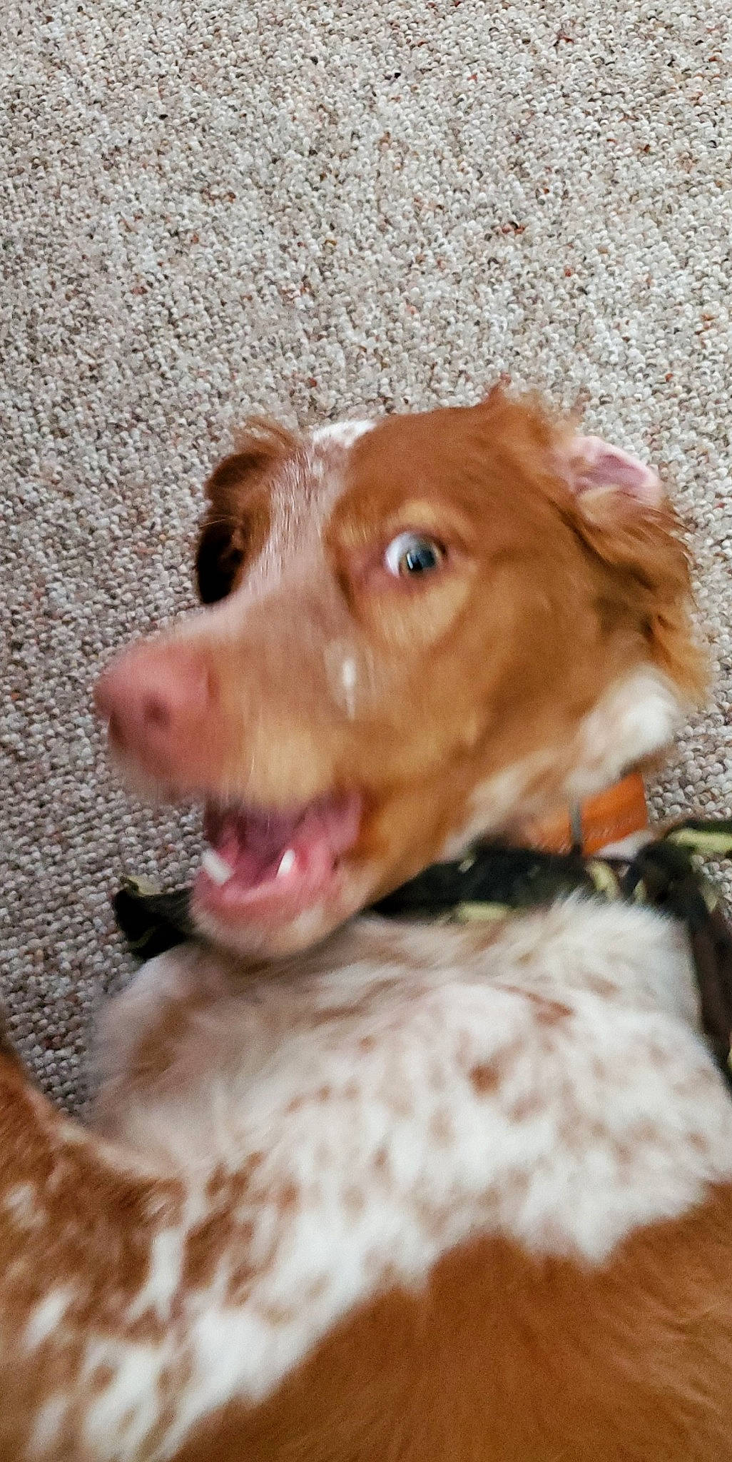 Forest joined the competition — help win amazing prizes! brittany, canidae, carnivore, companion_dog, dog, dog_breed, ear, fawn, hunting_dog, liver, mammal, nose, nova_scotia_duck_tolling_retriever, retriever, snout, spaniel, sporting_group, vizsla