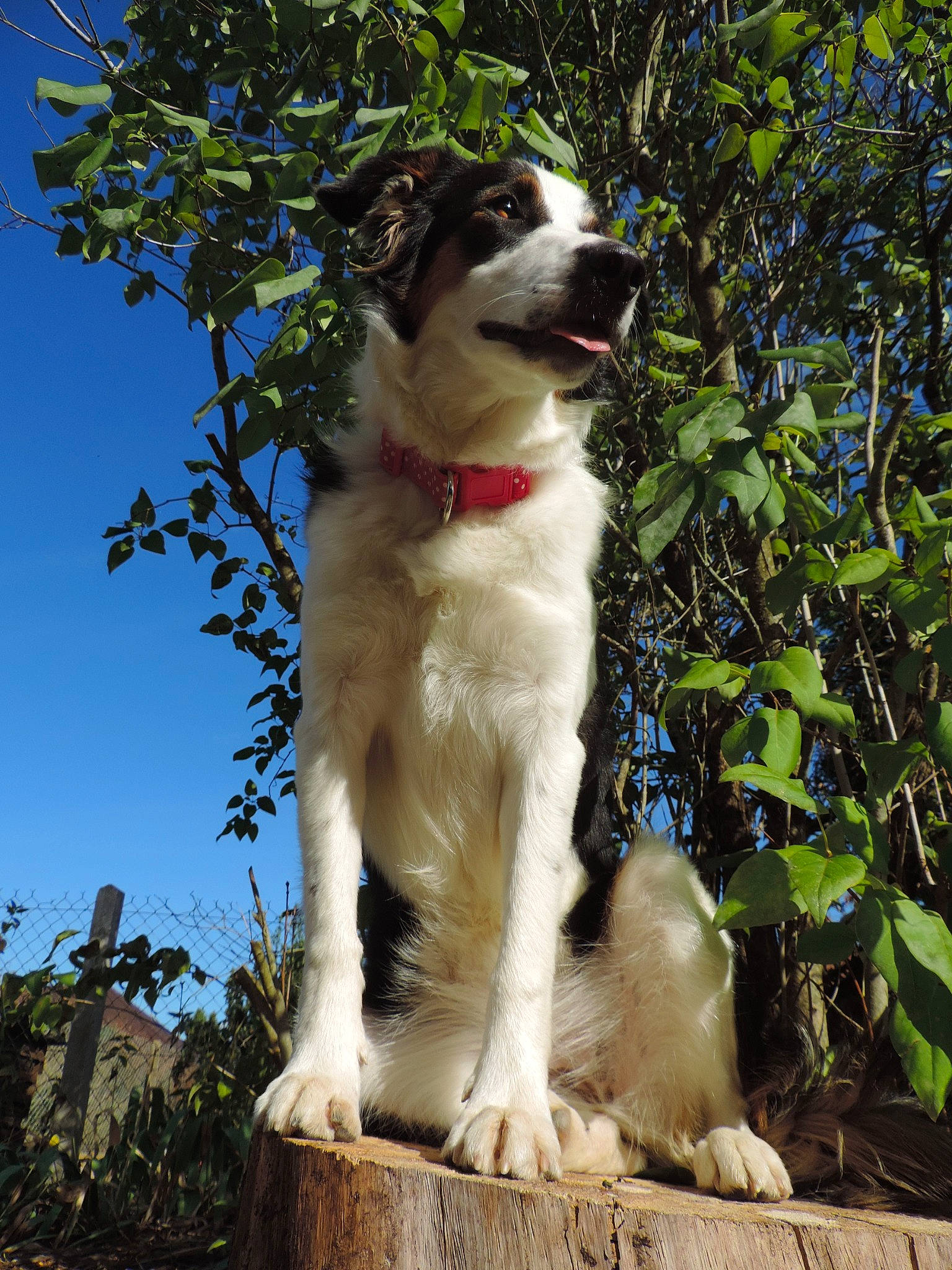 Papouille a rejoint le concours — aidez-le/la à gagner de superbes lots ! aidi, australian_shepherd, border_collie, canidae, carnivore, carpathian_shepherd_dog, companion_dog, dog, dog_breed, english_shepherd, fawn, mammal, plant, rare_breed_dog, sporting_group, tree, vertebrate, working_dog