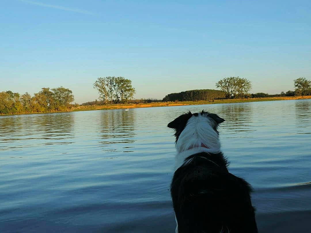 Papouille participe au concours pour gagner de l'argent avec cette photo : bank, calm, canidae, carnivore, cloud, dog, dog_breed, dog_walking, guard_dog, inlet, lake, non_sporting_group, reflection, river, sky, sporting_group, vacation, water, water_resources, waterway