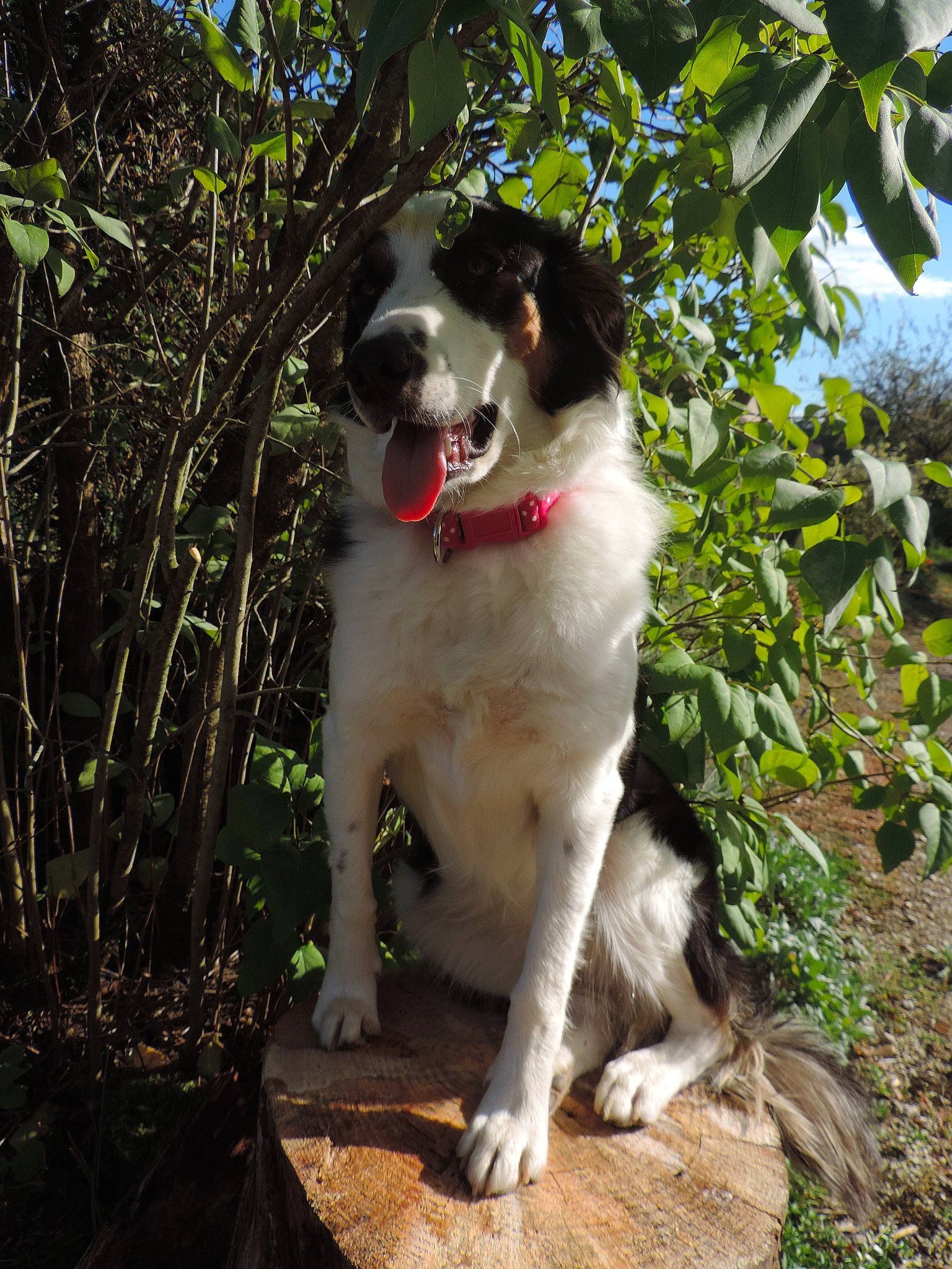 Papouille a rejoint le concours — aidez-le/la à gagner de superbes lots ! canidae, carnivore, companion_dog, dog, dog_breed, mammal, plant, pyrenean_mastiff, snout, sporting_group, tree, vertebrate