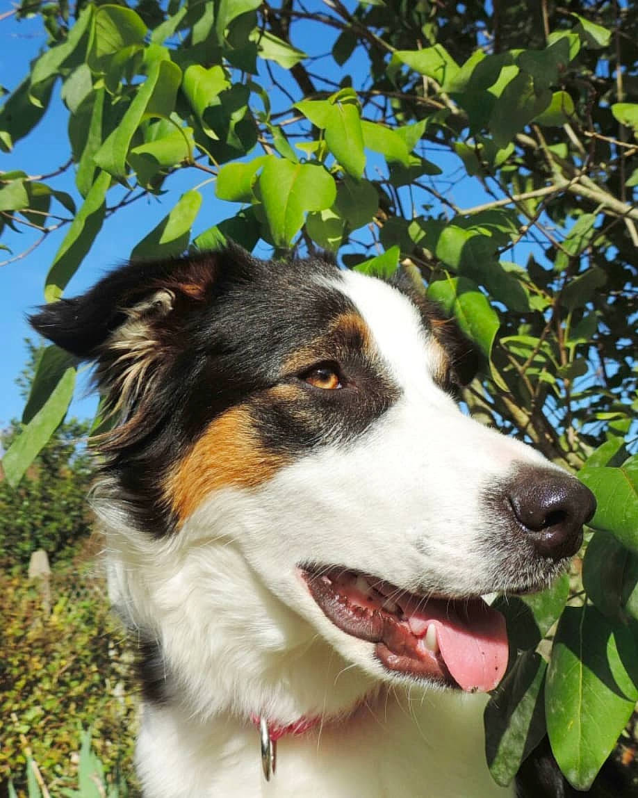 Papouille a rejoint le concours — aidez-le/la à gagner de superbes lots ! australian_collie, australian_shepherd, border_collie, canidae, carnivore, companion_dog, dog, dog_breed, english_shepherd, herding_dog, mammal, plant, rare_breed_dog, scotch_collie, sporting_group, vertebrate, welsh_sheepdog, working_dog