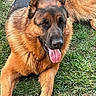 dog, german_shepherd, canine, pet, animal, tongue_out, grass, outdoor, nature, fur, mammal, lying_down, portrait, happy, ears_up, close_up, paw, friendly, companion, summer