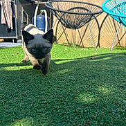 Aya participe au concours pour gagner de l'argent avec cette photo : kitten, cat, siamese, grass, outdoor, lawn, blue_eyes, pet, animal, walking, sunlight, shadow, chair, barbecue, garden, fence, daylight, curious, young_cat, playful