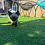 kitten, cat, siamese, grass, outdoor, lawn, blue_eyes, pet, animal, walking, sunlight, shadow, chair, barbecue, garden, fence, daylight, curious, young_cat, playful