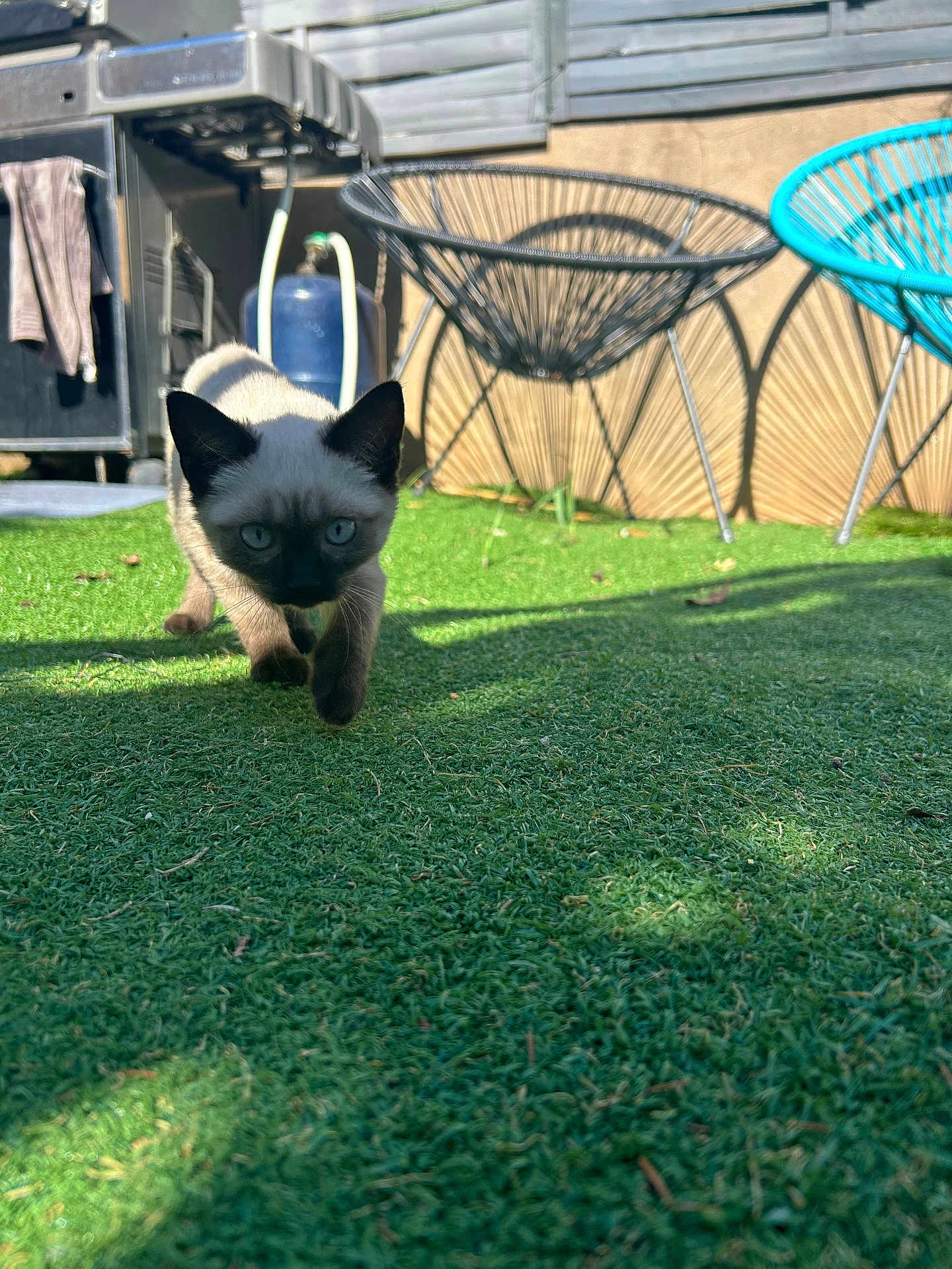 Aya participe au concours pour gagner de l'argent avec cette photo : kitten, cat, siamese, grass, outdoor, lawn, blue_eyes, pet, animal, walking, sunlight, shadow, chair, barbecue, garden, fence, daylight, curious, young_cat, playful