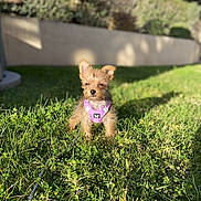 Hera participe au concours pour gagner de l'argent avec cette photo : dog, puppy, small_dog, purple_harness, grass, outdoor, sunlight, garden, greenery, pet, cute, fluffy, canine, leash, nature, young_dog, adorable, animal, daytime, shadow