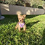 adorable, animal, canine, cute, daytime, dog, fluffy, garden, grass, greenery, leash, nature, outdoor, pet, puppy, purple_harness, shadow, small_dog, sunlight, young_dog