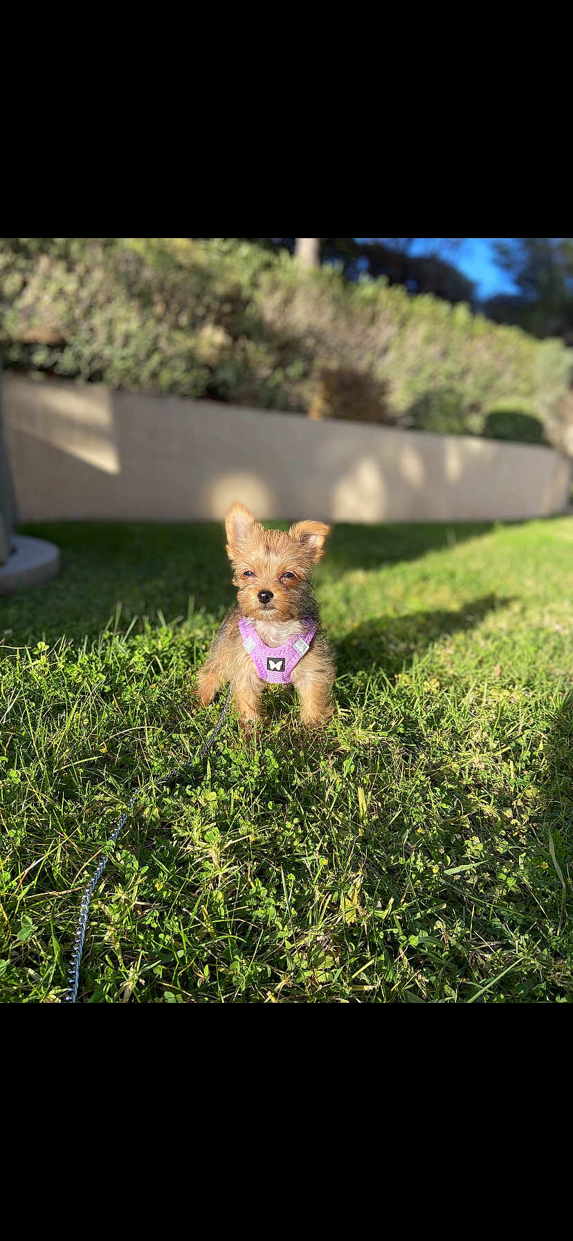 Hera