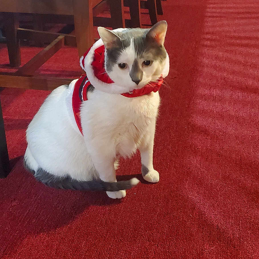 Rum Chata joined the competition — help win amazing prizes! animal, cat, costume, cozy, cute, decor, dining_room, domestic_cat, festive, floor, furniture, gray_fur, household, indoor, pet, red_carpet, sitting, table, white_fur, wooden_chair