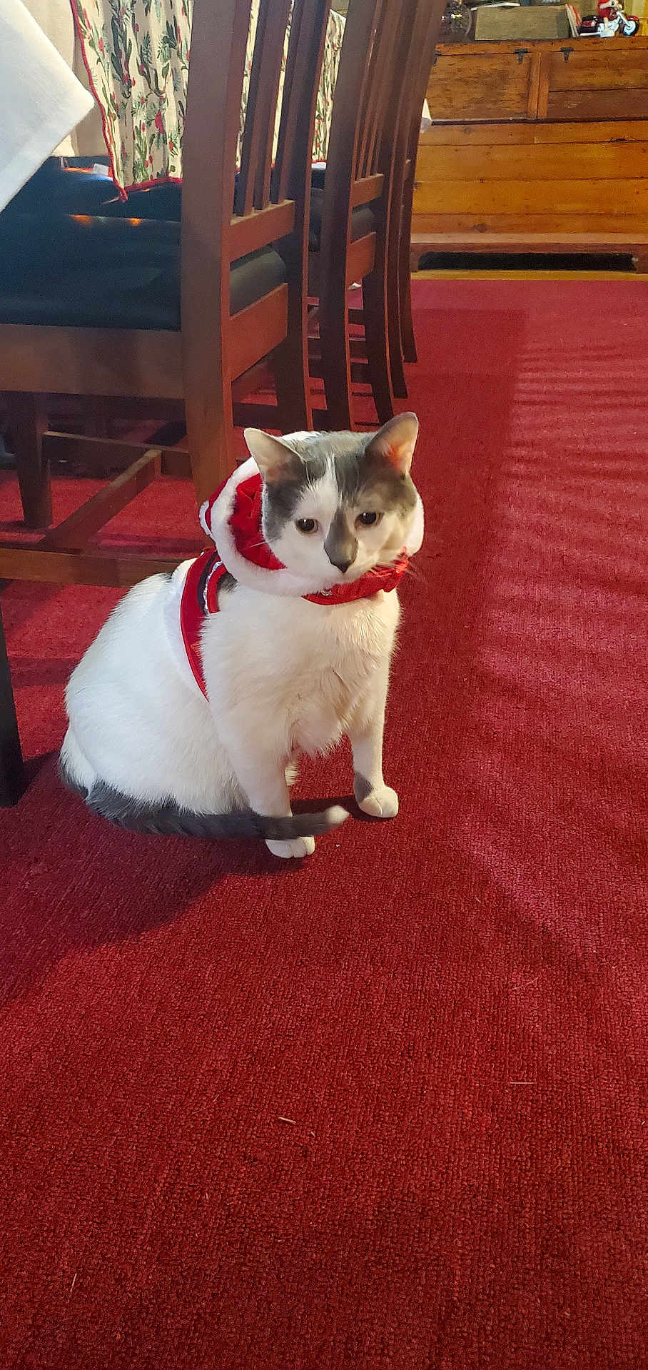 Rum Chata joined the competition — help win amazing prizes! cat, animal, pet, indoor, red_carpet, wooden_chair, dining_room, furniture, costume, festive, white_fur, gray_fur, sitting, domestic_cat, floor, table, decor, cozy, household, cute