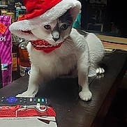 Rum Chata is registered to the contest to win money with this photo: cat, santa_hat, table, remote_control, notepad, pet_harness, indoor, holiday, festive, red, white, curious, animal, domestic, feline, paws, collar, wood, dim_light, decor