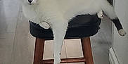 Rum Chata is registered to the contest to win money with this photo: cat, stool, wooden_furniture, indoor, floor, curious, relaxed, pet, animal, home, kitchen, white_cat, gray_spots, feline, domestic_cat, fur, paw, tail, looking, resting