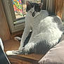 Rum Chata joined the competition — help win amazing prizes! cat, window, sunlight, butterfly_flag, wood, pillow, indoor, pet, relaxing, white_and_gray, feline, cozy, resting, daylight, home, animal, domestic, sleepy, quiet, soft_light
