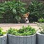 Bridget participe au concours pour gagner de l'argent avec cette photo : corgi, puppy, dog, garden, plants, greenery, outdoor, nature, leafy, pet, cute, young, curious, animal, canine, fence, soil, sunlight, daytime, hidden