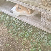 Bridget a rejoint le concours — aidez-le/la à gagner de superbes lots ! dog, wood, planks, grass, greenery, nature, outdoor, curious, peeking, nose, eyes, hideout, rustic, animal, pet, brown, white, snout, ears, ground