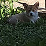 dog, corgi, grass, plants, outdoor, pet, nature, animal, greenery, garden, leaf, stone_wall, sunlight, portrait, canine, fur, ears, laying_down, quiet, daytime
