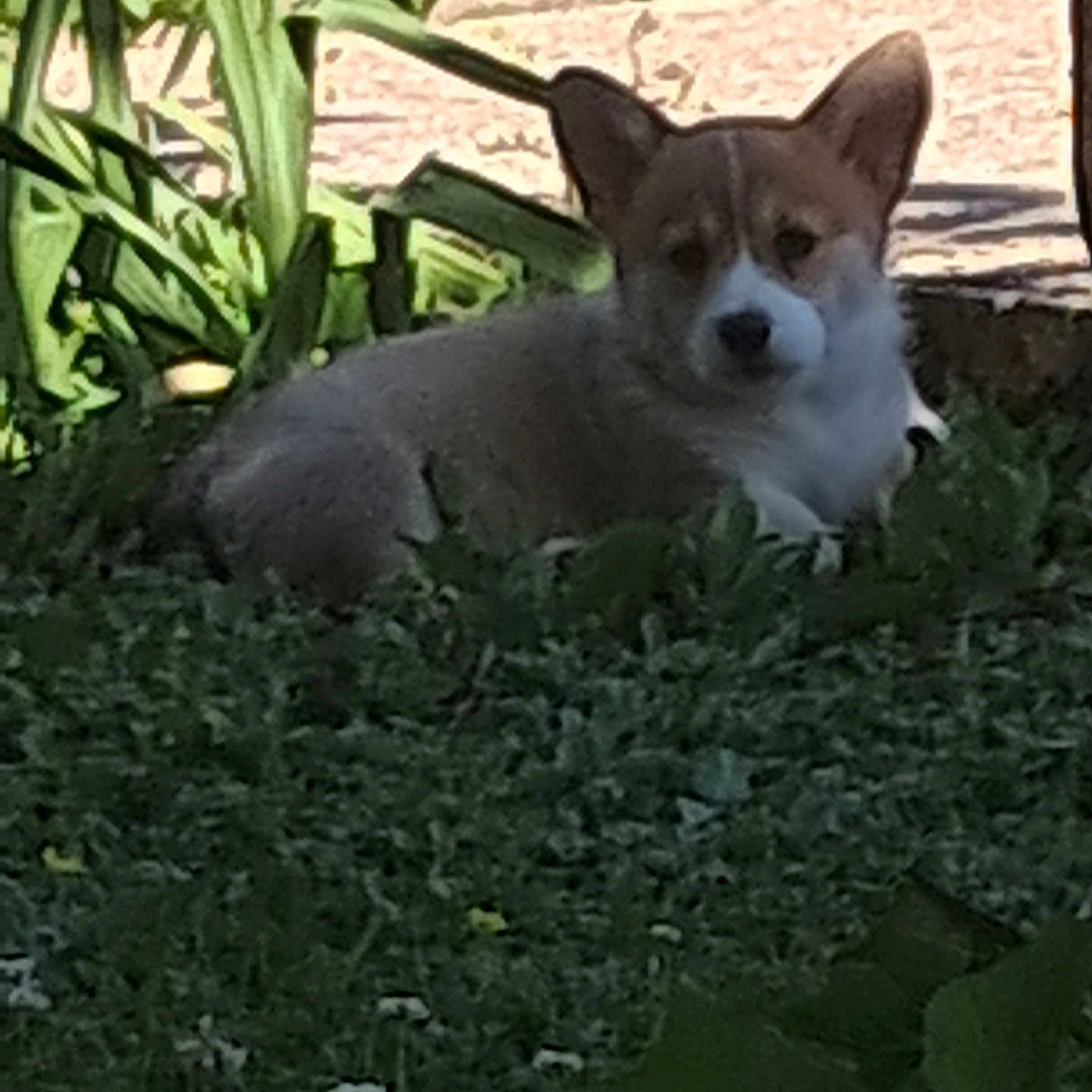 Bridget a rejoint le concours — aidez-le/la à gagner de superbes lots ! animal, canine, corgi, daytime, dog, ears, fur, garden, grass, greenery, laying_down, leaf, nature, outdoor, pet, plants, portrait, quiet, stone_wall, sunlight