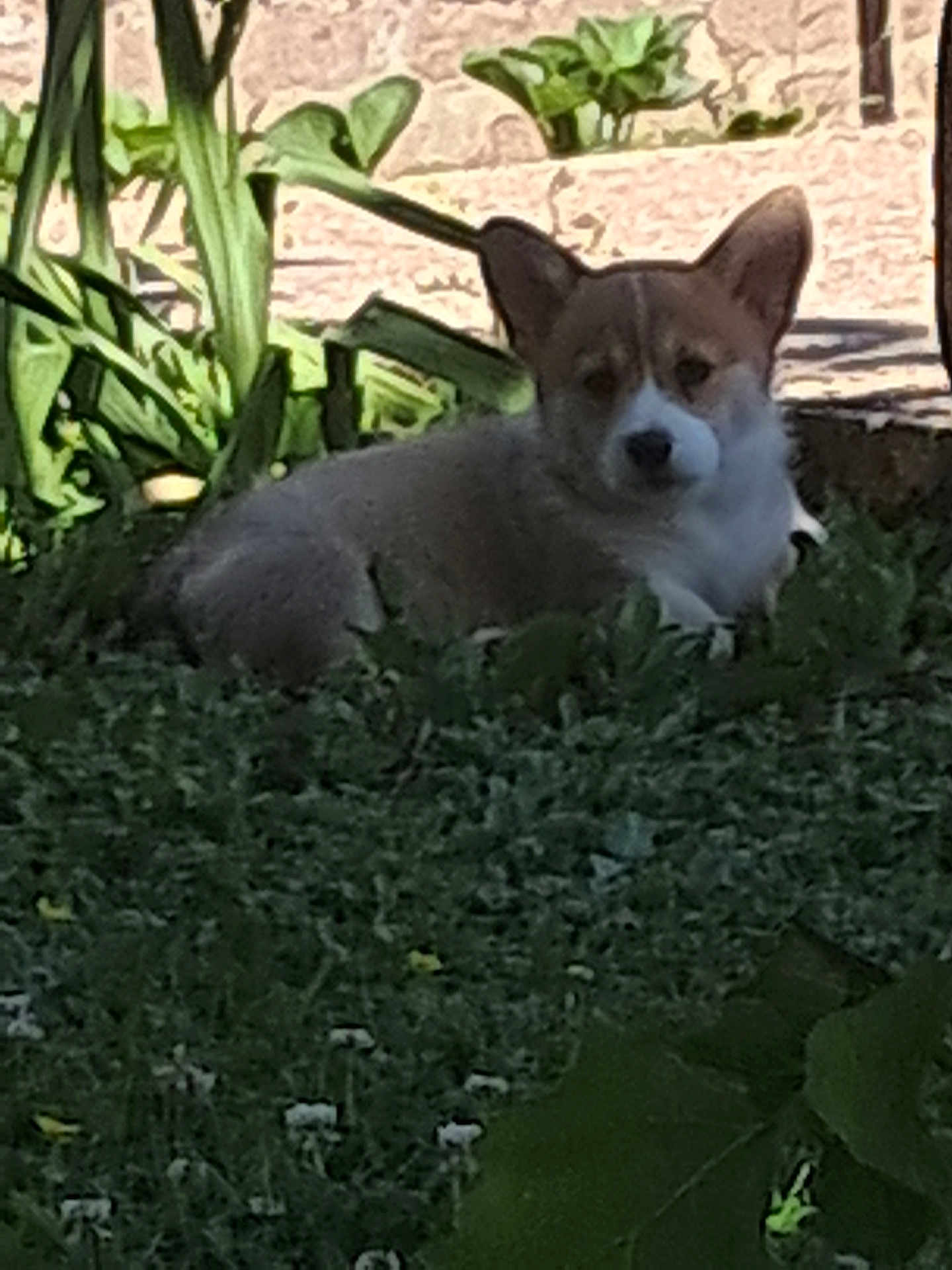Bridget a rejoint le concours — aidez-le/la à gagner de superbes lots ! dog, corgi, grass, plants, outdoor, pet, nature, animal, greenery, garden, leaf, stone_wall, sunlight, portrait, canine, fur, ears, laying_down, quiet, daytime