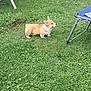 Bridget a rejoint le concours — aidez-le/la à gagner de superbes lots ! dog, corgi, puppy, grass, flower, outdoor, pet, animal, lawn, nature, greenery, summer, small_dog, cute, fur, ears, side_view, resting, playful, sunlight