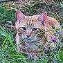 cat, orange_tabby, grass, wildflowers, outdoor, nature, animal, pet, feline, greenery, wire_fence, leaves, close_up, face, whiskers, ears, eyes, calm, resting, flora