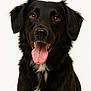 Naya participe au concours pour gagner de l'argent avec cette photo : dog, black_dog, pet, animal, tongue_out, happy, portrait, close_up, fur, ears, brown_eyes, canine, friendly, cute, domestic_animal, looking_at_camera, studio_shot, white_background, smiling, mammal