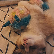 Moshi participe au concours pour gagner de l'argent avec cette photo : cat, feline, pet, sleeping, lying_down, upside_down, fluffy, white_fur, orange_fur, blue_eyes, pink_nose, whiskers, feather_toy, plush_toy, bed, bedding, blanket, patterned_fabric, indoor, cozy