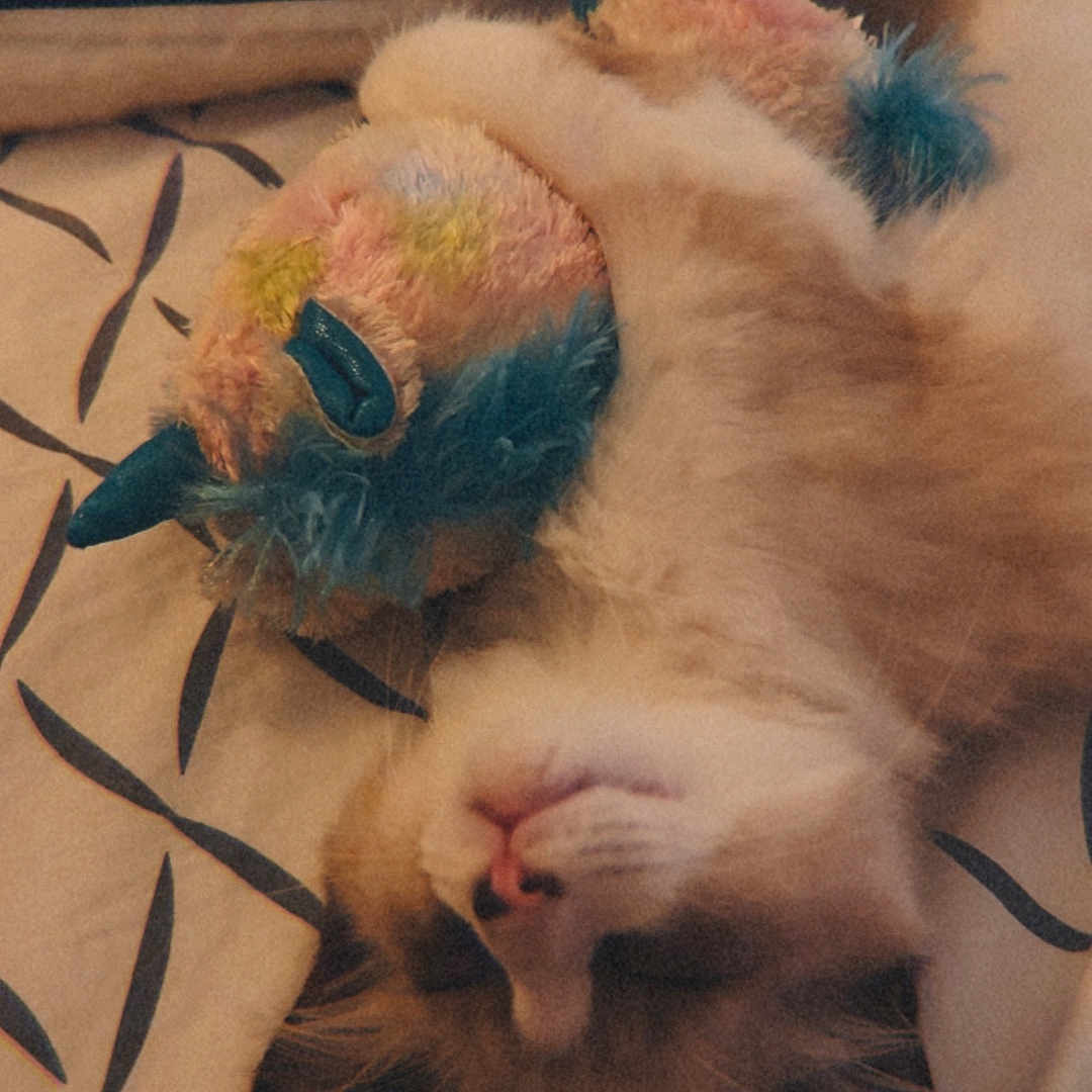 Moshi