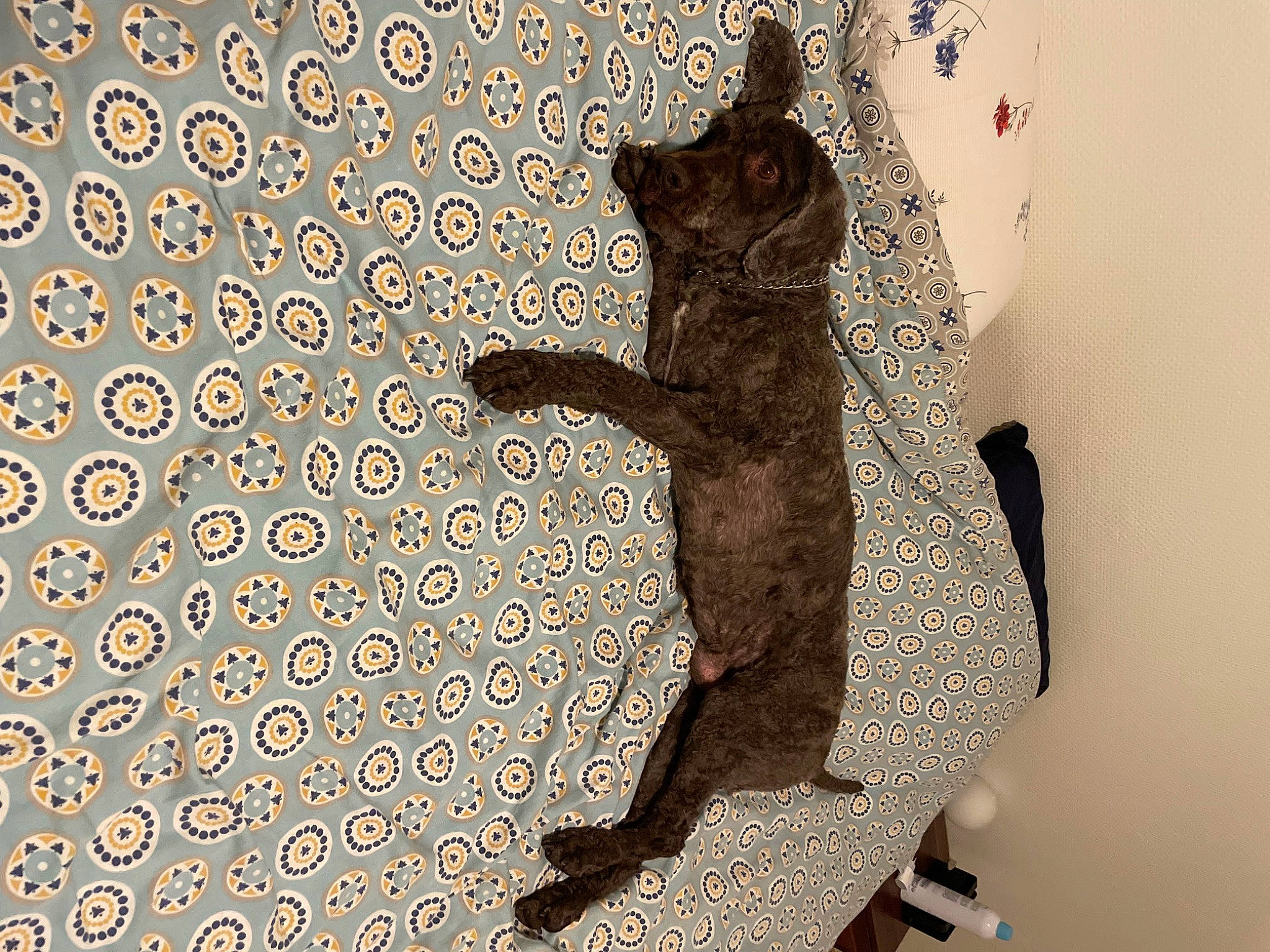 Helios participe au concours pour gagner de l'argent avec cette photo : amphibian, art, circle, felidae, flooring, font, illustration, metal, pattern, room, sculpture, shadow, small_to_medium_sized_cats, tail, terrestrial_animal, visual_arts