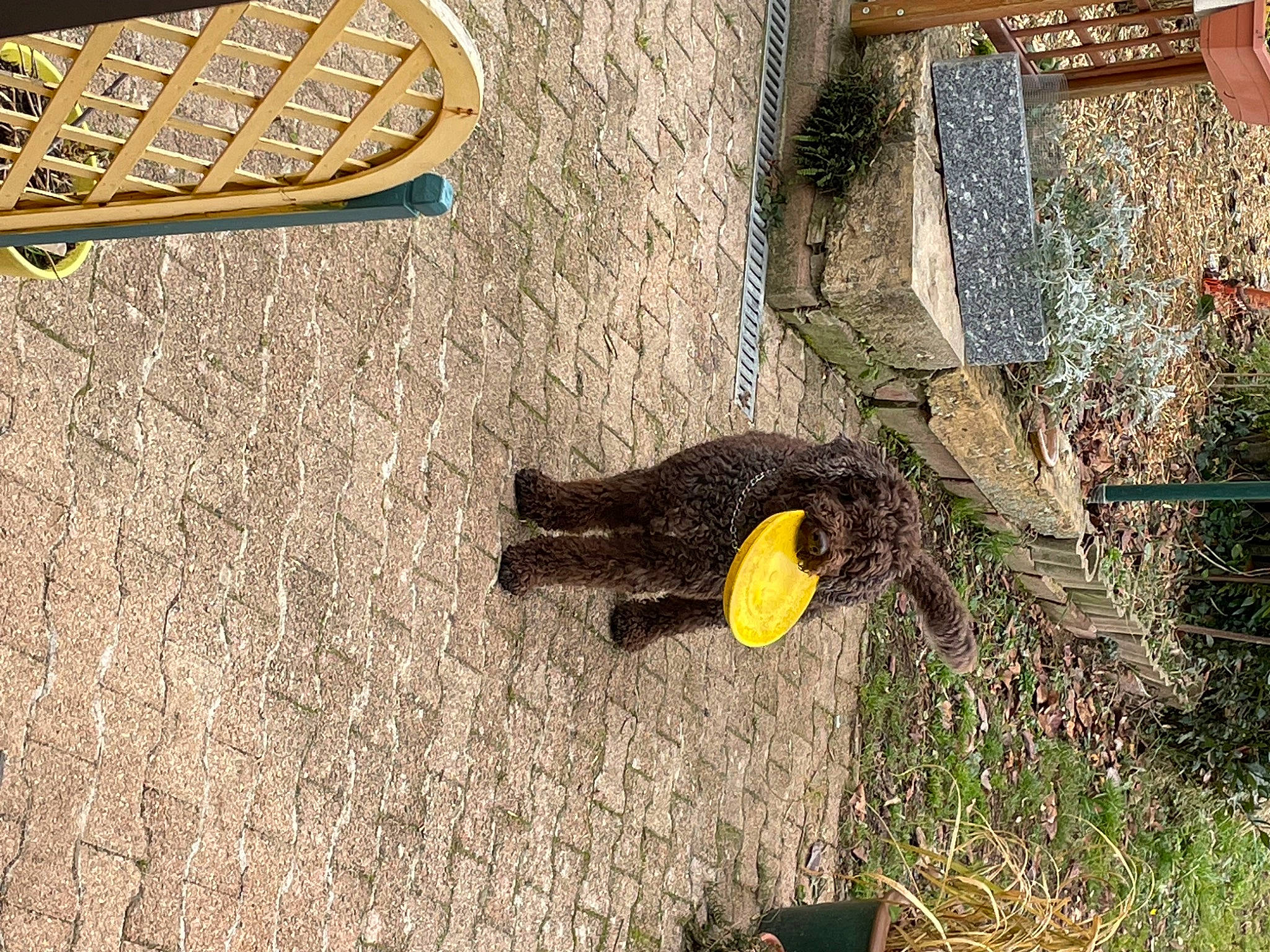 Helios participe au concours pour gagner de l'argent avec cette photo : beak, carnivore, cat, fashion_accessory, felidae, fur, grass, landscape, metal, pattern, plant, road_surface, shadow, small_to_medium_sized_cats, soil, tail, tree, trunk, wood
