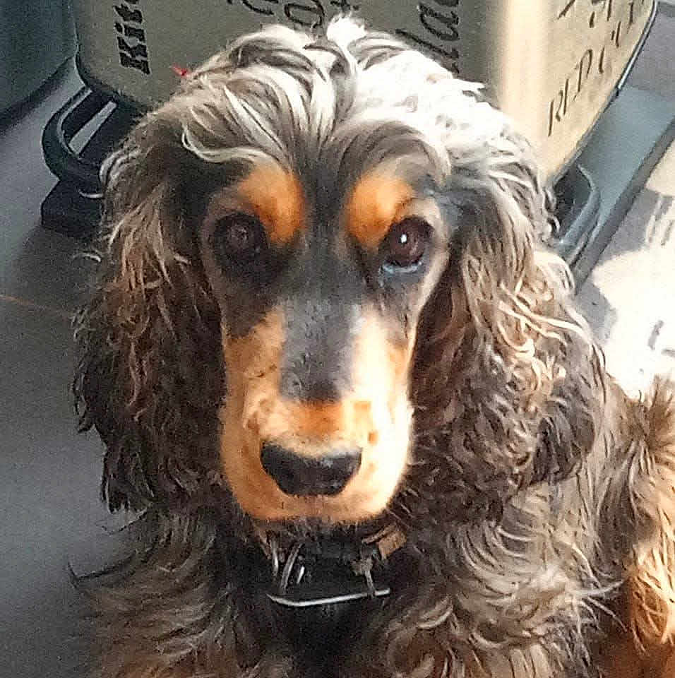 Réglisse participe au concours pour gagner de l'argent avec cette photo : dog, long_hair, curly_hair, pet, indoor, brown, black, collar, close_up, face, animal, cute, fur, looking, sitting, household, box, floor, domestic, companion