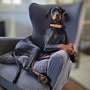 Uky a rejoint le concours — aidez-le/la à gagner de superbes lots ! doberman, dog, pet, lounge, chair, cushion, indoor, animal, canine, relaxed, black, tan, collar, furniture, home, resting, looking, portrait, domestic, companion