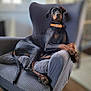doberman, dog, pet, lounge, chair, cushion, indoor, animal, canine, relaxed, black, tan, collar, furniture, home, resting, looking, portrait, domestic, companion