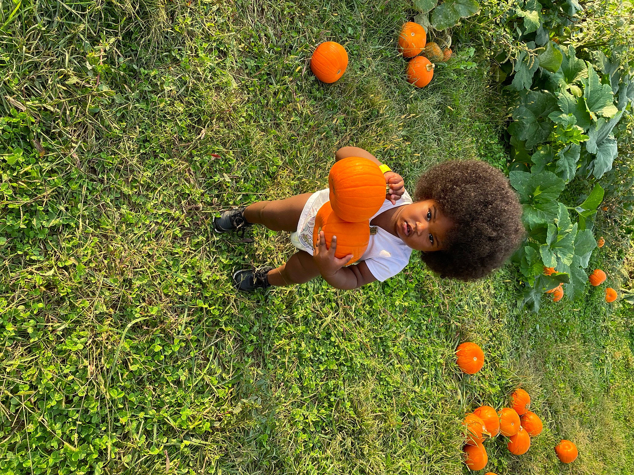Zariah joined the competition — help win amazing prizes! bitter_orange, citrus, clementine, flower, fruit, grass, grassland, groundcover, happy, lawn, leisure, meadow, natural_landscape, orange, people_in_nature, person, plant, rangpur, valencia_orange, vegetation