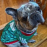 dog, french_bulldog, pet, indoors, wooden_floor, wooden_stairs, green_jersey, sports_jersey, brindle_coat, sitting, looking_up, cute, portrait, animal, companion, domestic_animal, ears_up, collar, close_up, friendly
