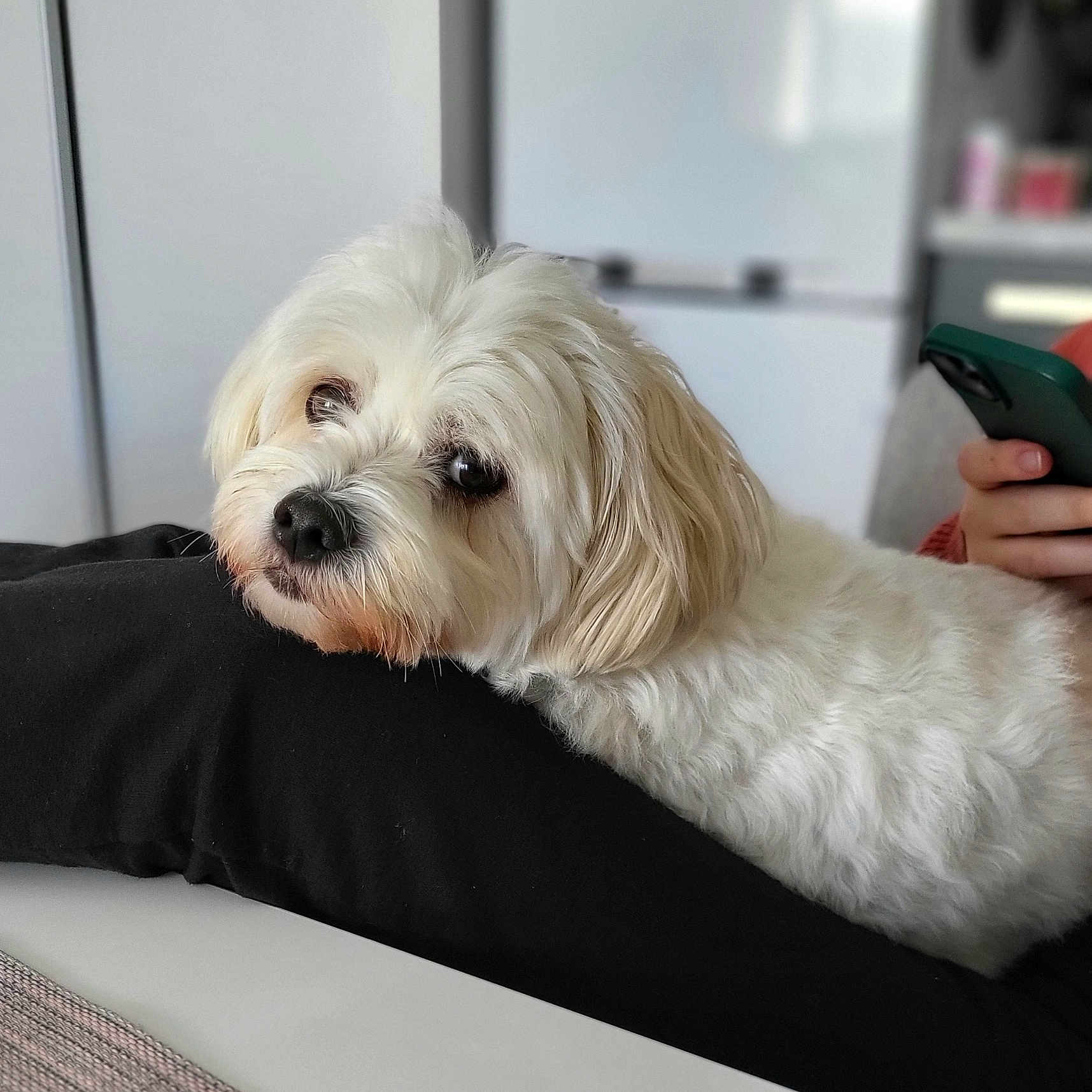 Cooper participe au concours pour gagner de l'argent avec cette photo : animal, bed, bedroom, blanket, canine, couch, cushion, dog, dogbed, furniture, hair, homedecor, indoors, person, pet, poodle, puppy, room, terrier, whitedog