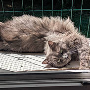 Diamant a rejoint le concours — aidez-le/la à gagner de superbes lots ! cat, gray_cat, fluffy, feline, pet, sunlight, shadow, wire_fence, relaxing, animal, fur, whiskers, green_eyes, resting, indoors, close_up, laying_down, daylight, window, home