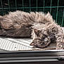 cat, gray_cat, fluffy, feline, pet, sunlight, shadow, wire_fence, relaxing, animal, fur, whiskers, green_eyes, resting, indoors, close_up, laying_down, daylight, window, home