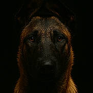 Diouks participe au concours pour gagner de l'argent avec cette photo : animal, black_background, canine, closeup, dark, detailed, dog, ears, expression, face, fur, intense_eyes, looking_at_camera, moody, muzzle, pet, portrait, studio_lighting, water_droplets, wet