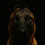 animal, black_background, canine, closeup, dark, detailed, dog, ears, expression, face, fur, intense_eyes, looking_at_camera, moody, muzzle, pet, portrait, studio_lighting, water_droplets, wet