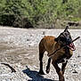 active, animal, brown_fur, canine, daylight, dog, excited, forest, happy, joyful, motion, nature, outdoor, pet, playful, rocks, running, stick, sunlight, walk
