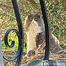 cat, fluffy_cat, long_hair, gray_cat, white_chest, animal, pet, outdoor, garden, olive_tree, foliage, branches, sunlight, portrait, sitting, standing, railings, metal_fence, alert, whiskers