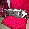 Theo participe au concours pour gagner de l'argent avec cette photo : cat, black_and_white, fluffy, sleeping, resting, upside_down, indoor, chair, velvet, pink, furniture, cozy, relaxed, pet, animal, whiskers, paws, tail, home, tile_floor