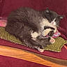 cat, tuxedo_cat, fluffy, sleeping, curled_up, paws, whiskers, pink_nose, gray_fur, white_fur, pet, cushion, chair, upholstery, cozy, indoors, nap, relaxed, wooden_armrest, portrait