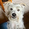 dog, white_dog, scruffy_fur, wire-haired, pet, portrait, close_up, smiling, happy, facial_expression, black_nose, brown_eyes, floppy_ears, collar, indoors, tile_floor, wooden_chair, home, animal, photography
